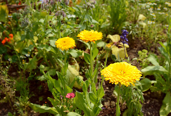 Image showing Bright yellow calendula flowers