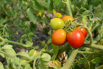 Image showing Small truss of tomatoes, ripening from green to red