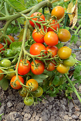 Image showing Tomato plant trusses, heavily laden with fruit