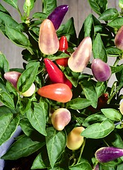 Image showing Colorful Chili Pepper Plants