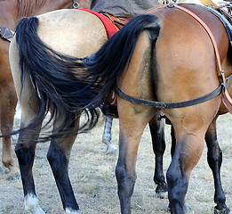 Image showing Horses taking a shit.