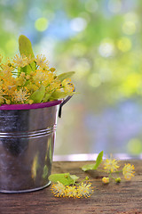 Image showing Flowers of linden tree in bucket 