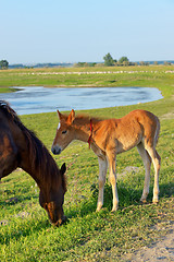 Image showing Foal with his mother in a field