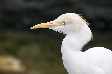 Image showing Great White Egret