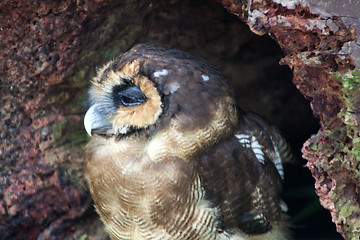 Image showing Owl