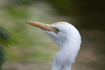 Image showing Great White Egret