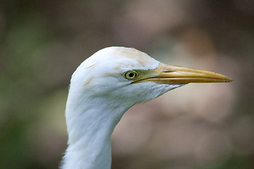 Image showing Great White Egret