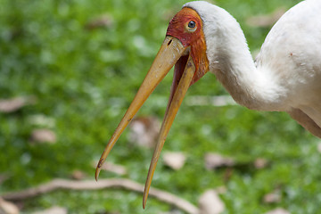 Image showing Yellow-billed stork