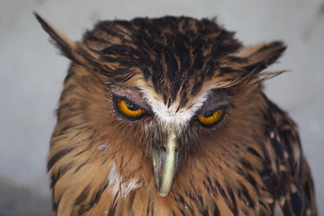 Image showing Owl