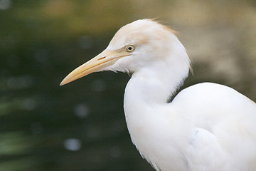 Image showing Great White Egret