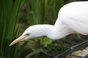 Image showing Great White Egret