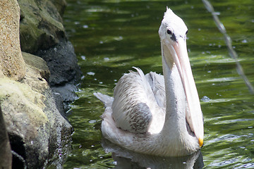 Image showing Pelican