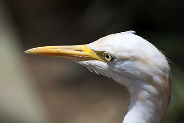 Image showing Great White Egret