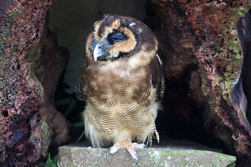 Image showing Owl