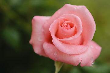 Image showing Pink rose and rain drops