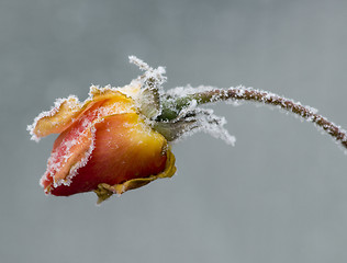 Image showing frosted rose