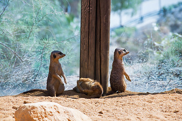 Image showing Funny meercats