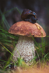 Image showing Leccinum on grass with snail. Shallow depth of field