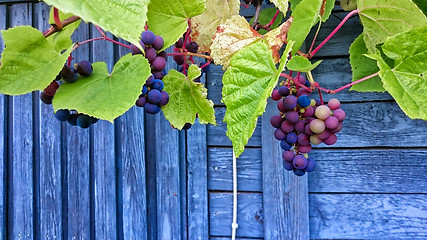 Image showing Bunch of grapes with green leaves