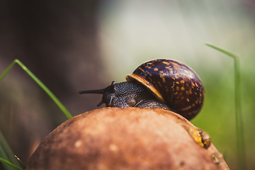 Image showing Snail sitting on the Leccinum cap. Shallow depth of field