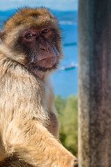 Image showing Portrait of ape in Gibraltar