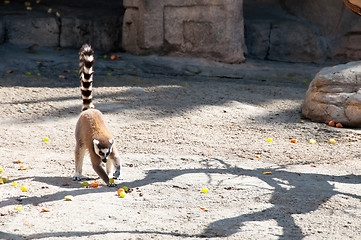 Image showing Ring tailed Lemur eating