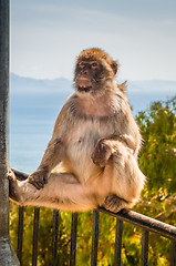 Image showing Ape in Gibraltar sitting on the fence.