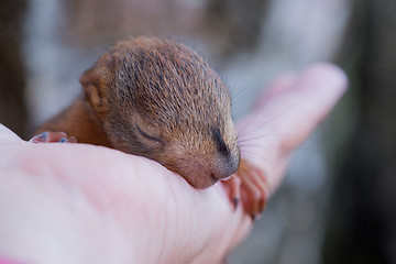 Image showing Little squirrel sitting on a hand