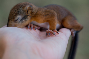 Image showing Little squirrel sitting on a hand