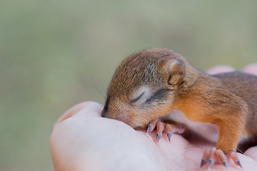 Image showing Little squirrel sitting on a hand