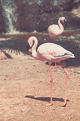 Image showing Group of pink flamingos