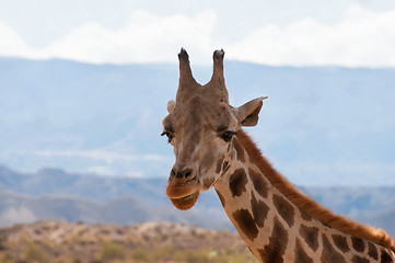 Image showing Portrait of giraffe watching on you