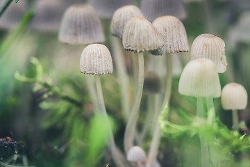 Image showing Beautiful toxic mushrooms at the forest, macro shot.