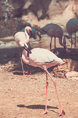 Image showing Group of pink flamingos