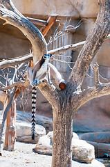 Image showing Ring tailed Lemur sitting