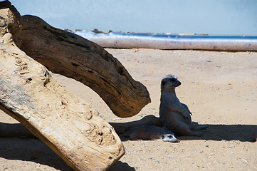 Image showing Funny meercats