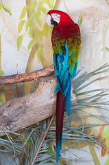 Image showing Shot of Green-Winged macaw