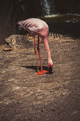 Image showing Pink flamingo eating