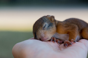 Image showing Little squirrel sitting on a hand