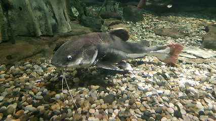 Image showing Catfish in the aquarium
