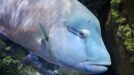Image showing Fish in the aquarium