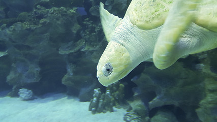 Image showing Sea turtle