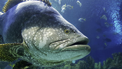 Image showing Grouper in the aquarium