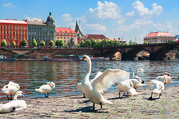 Image showing Flock of swans in Prague