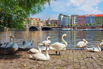 Image showing Dancing House and swans