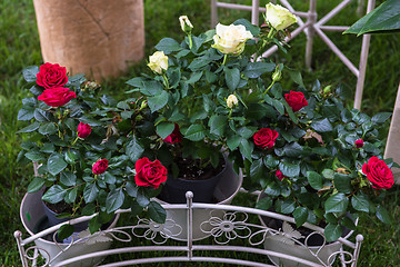 Image showing Flower in the garden