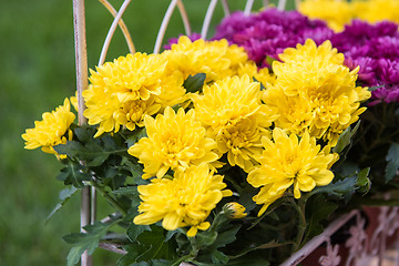 Image showing Flower in the garden