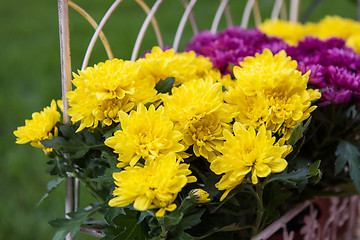 Image showing Flower in the garden