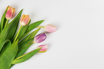 Image showing Tulips on white background