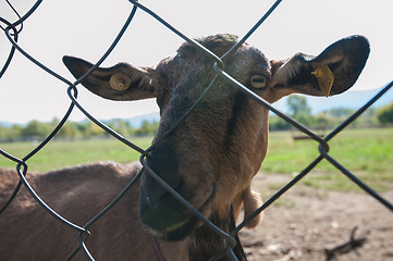 Image showing goat portrait closeup